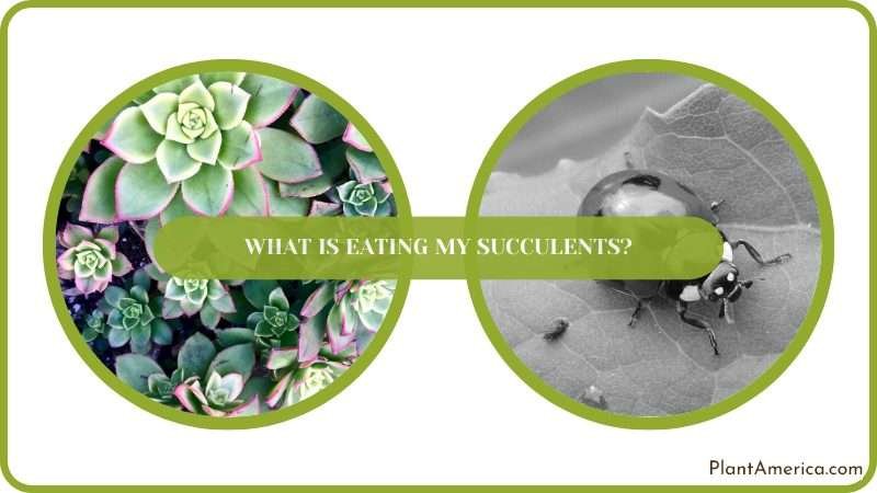 get rid of culprits which eat succulents Plant America