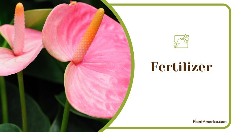 good quality store bought nutritional fertilizer ~ PlantAmerica