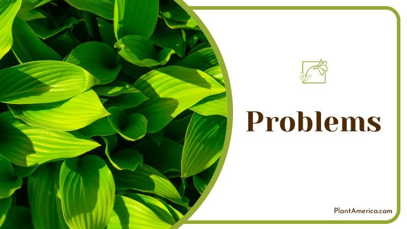 good quality store bought nutritional fertilizer ~ PlantAmerica