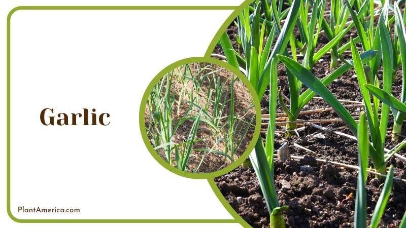 grow Garlic as an all purpose pest deterrent PlantAmerica