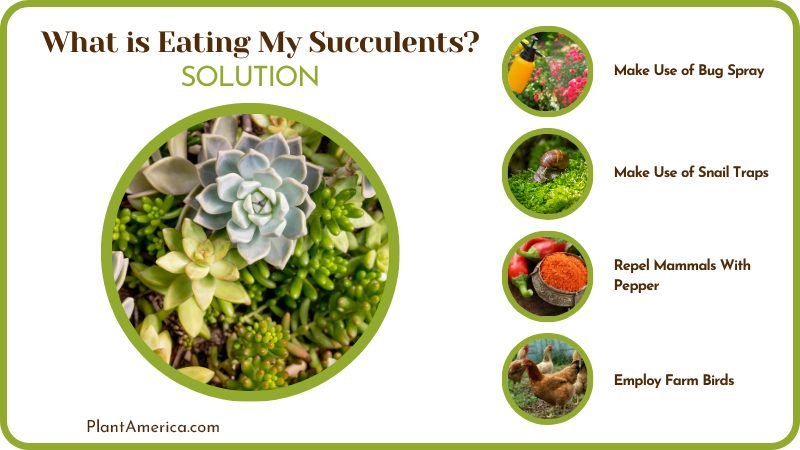 grow succulent plants without pests Plant America