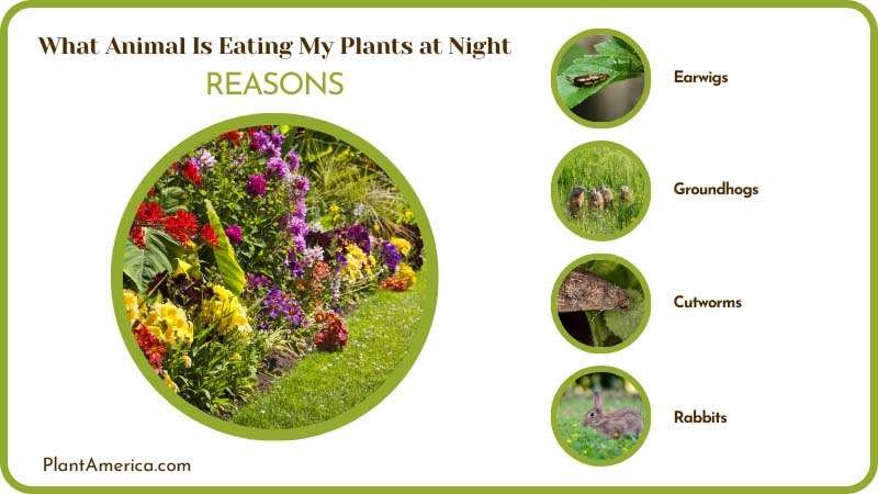 grow your plants in a pest free garden Plant America grow your plants in a pest free garden Plant America