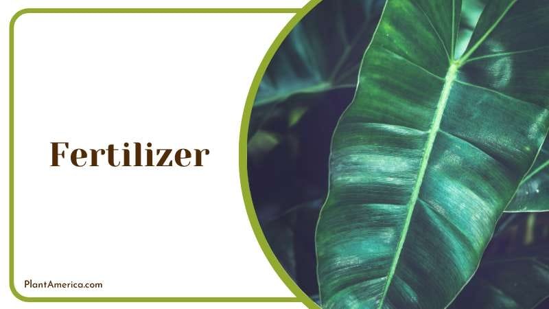 growing period of Philodendron paraiso Plant America growing period of Philodendron paraiso Plant America