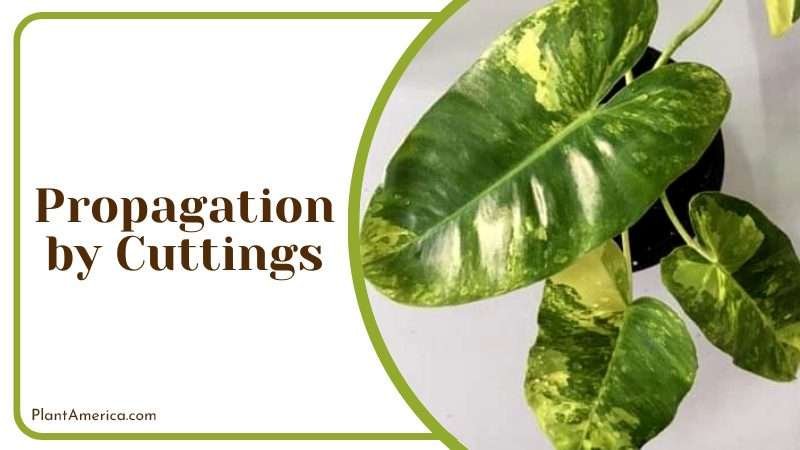 healthy cutting strawberry shake plant Plant America