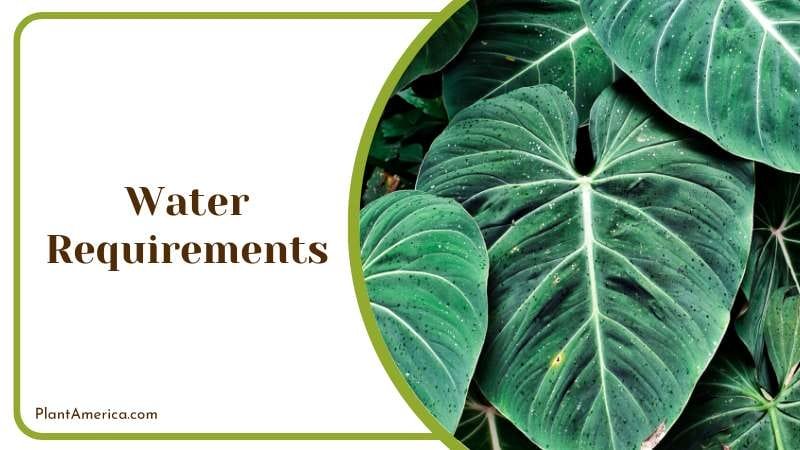 help solve the watering problems PlantAmerica