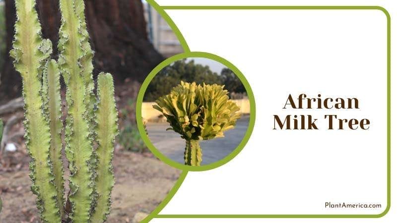 highly toxic African Milk Tree PlantAmerica