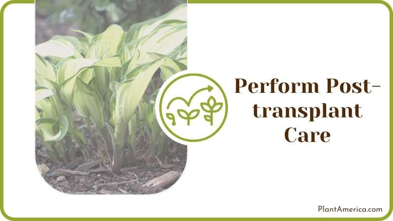 how to move hostas plants Plant America