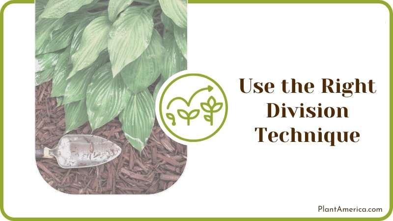how to move hostas properly Plant America