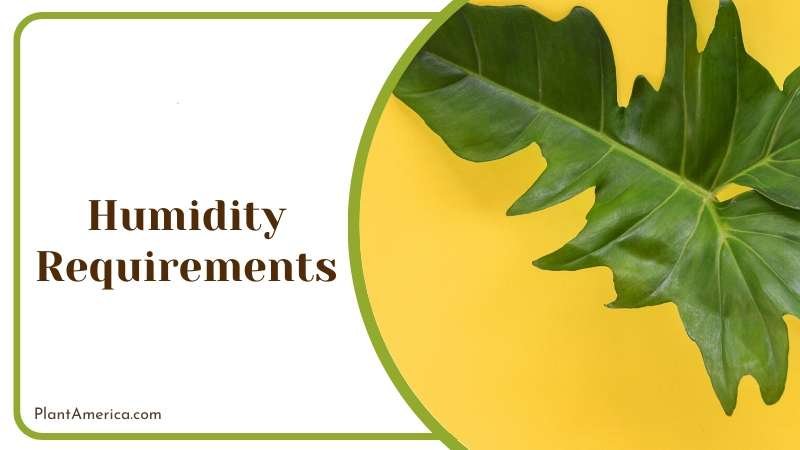 humidity settings of Philodendron Panduriforme Plant America
