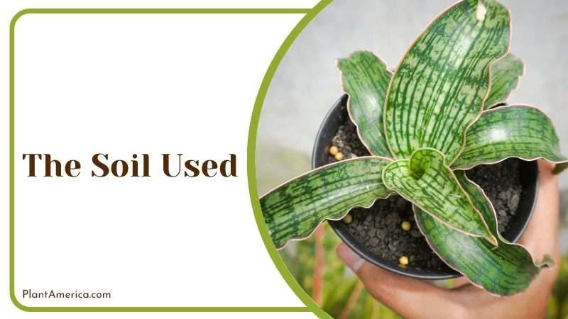 ideal growing conditions for Snake plant PlantAmerica