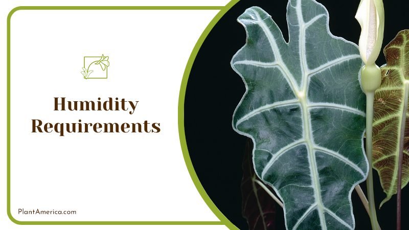 improve humidity artificially ~ PlantAmerica