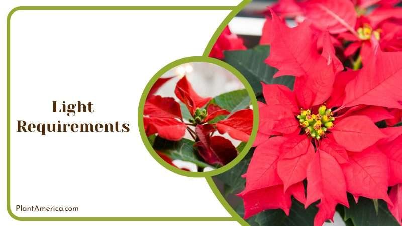 installing artificial grow lights Plant America installing artificial grow lights Plant America