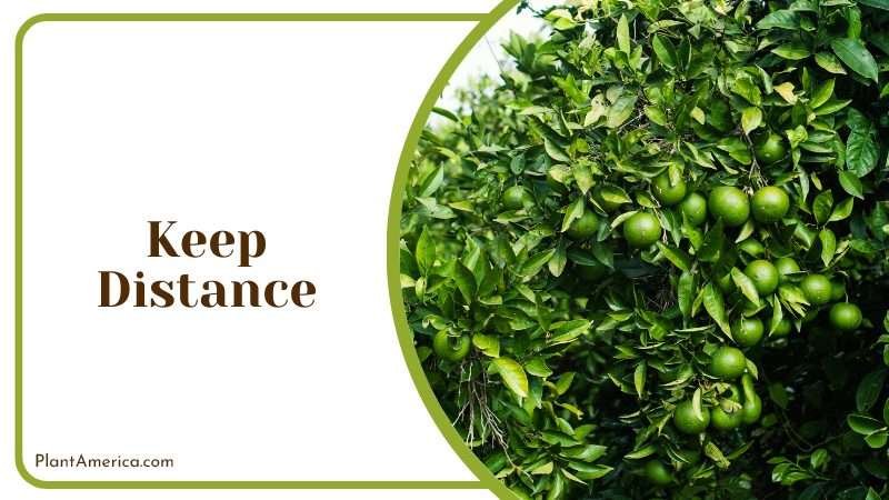 keep distance to space your fruitful trees PlantAmerica keep distance to space your fruitful trees PlantAmerica