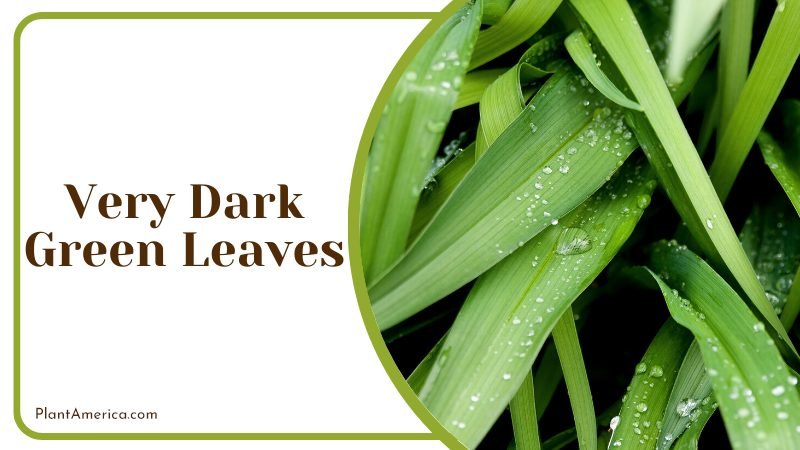 lack of sunlight causes Very Dark Green Leaves ~ PlantAmerica lack of sunlight causes Very Dark Green Leaves ~ PlantAmerica