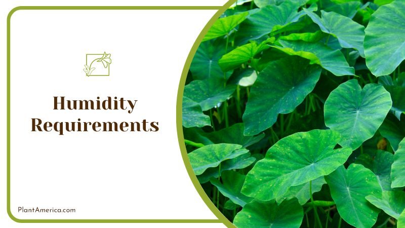 large leaved plant turning brown ~ PlantAmerica large leaved plant turning brown ~ PlantAmerica