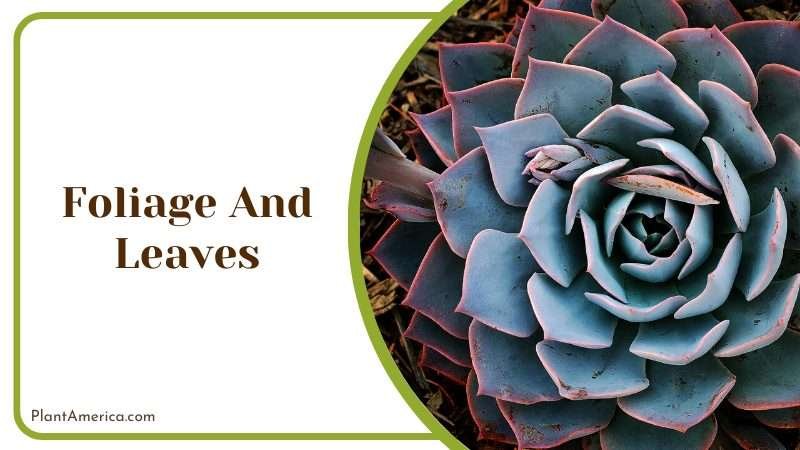 leaves of Echeveria Peacockii Plant America leaves of Echeveria Peacockii Plant America