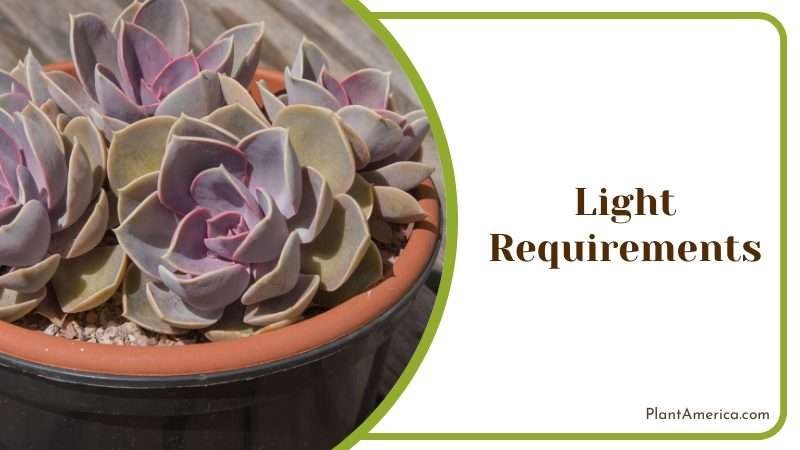 light requirements of Echeveria Perle von Nurnberg Plant America