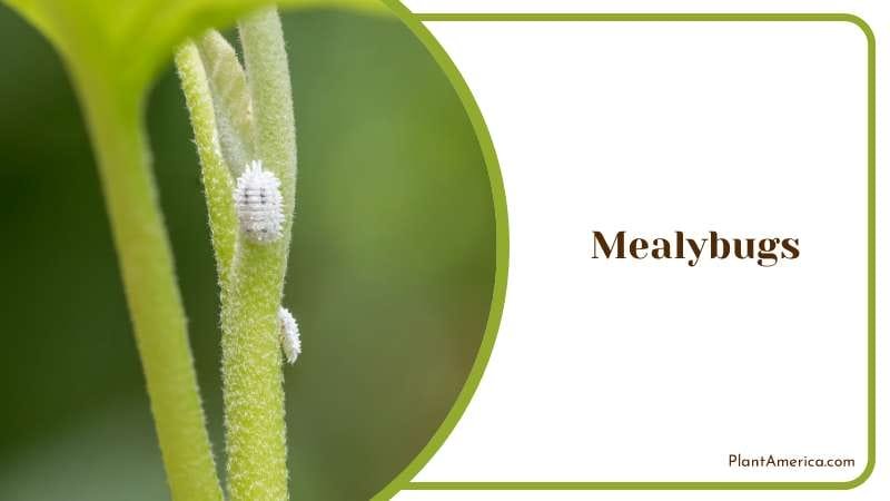 mealybug infestation PlantAmerica