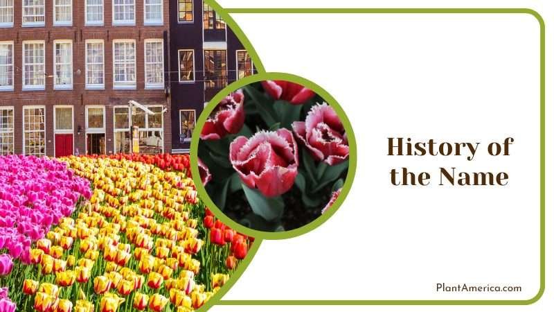 meaning of the name Tulip Plant America