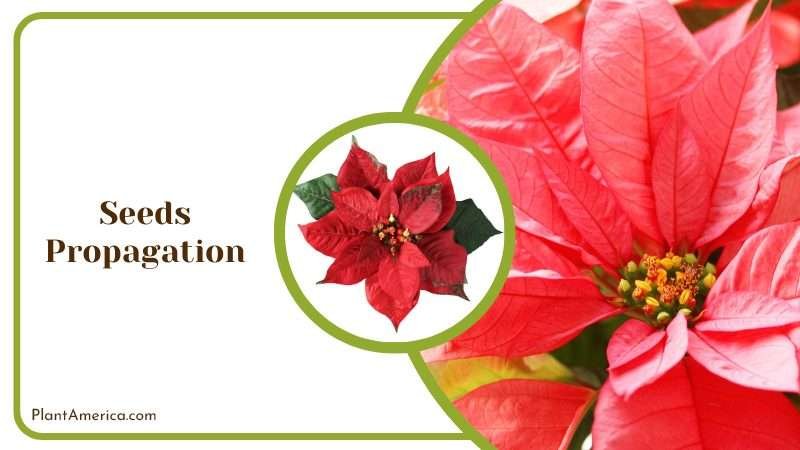 method of propagating a Poinsettia Plant America method of propagating a Poinsettia Plant America