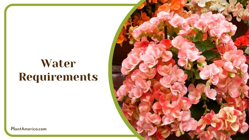 method of watering a Begonia ~ PlantAmerica