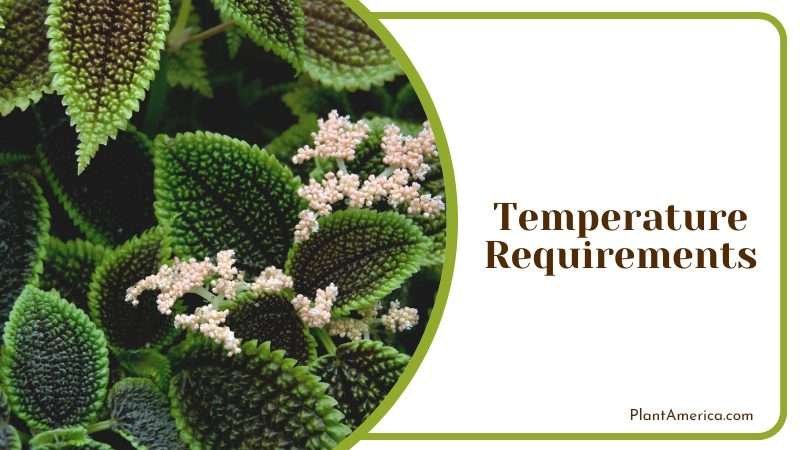 moon valley friendship tropical plant Plant America