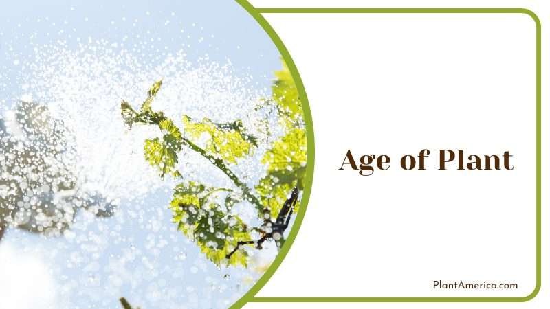 nascent and young plants in your garden PlantAmerica nascent and young plants in your garden PlantAmerica