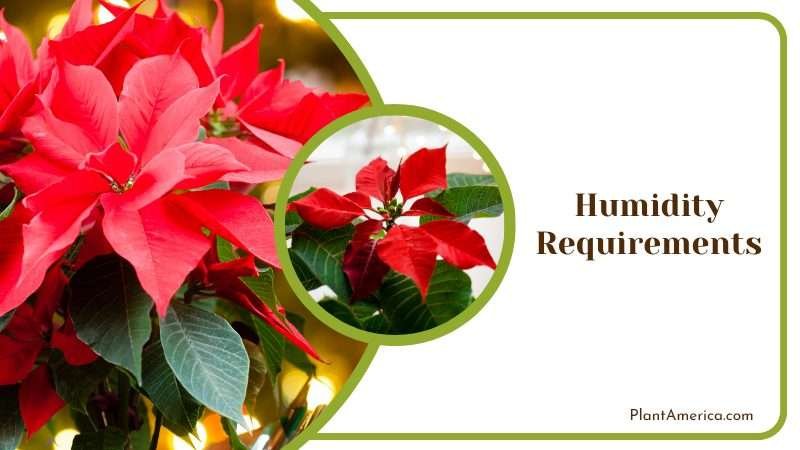 never mist a Winter rose plant Plant America never mist a Winter rose plant Plant America