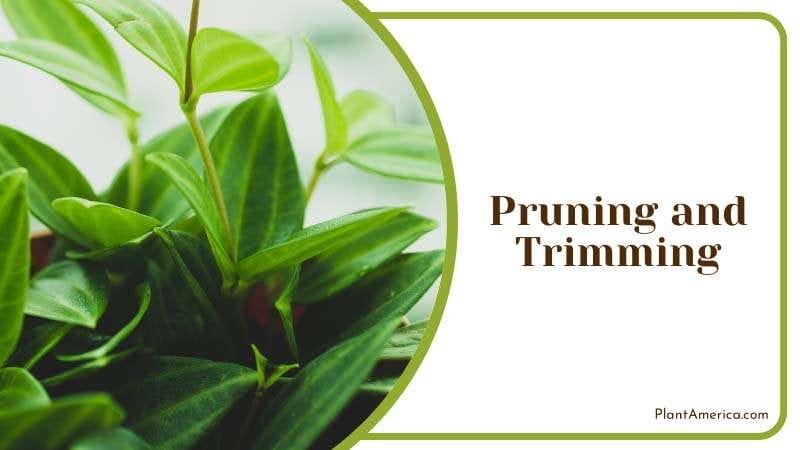 not a high maintenance Peperomia plant PlantAmerica not a high maintenance Peperomia plant PlantAmerica