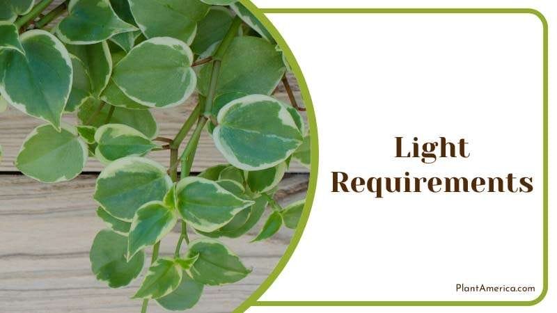 peperomia loves bright indirect light PlantAmerica peperomia loves bright indirect light PlantAmerica