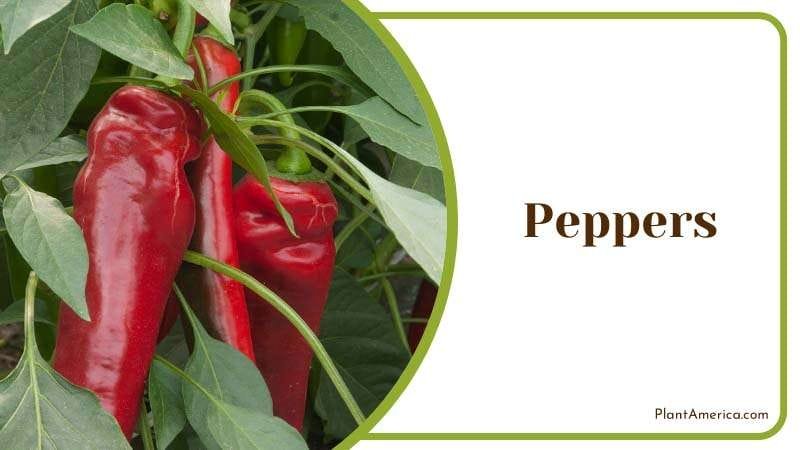 peppers will attract beneficial insects Plant America