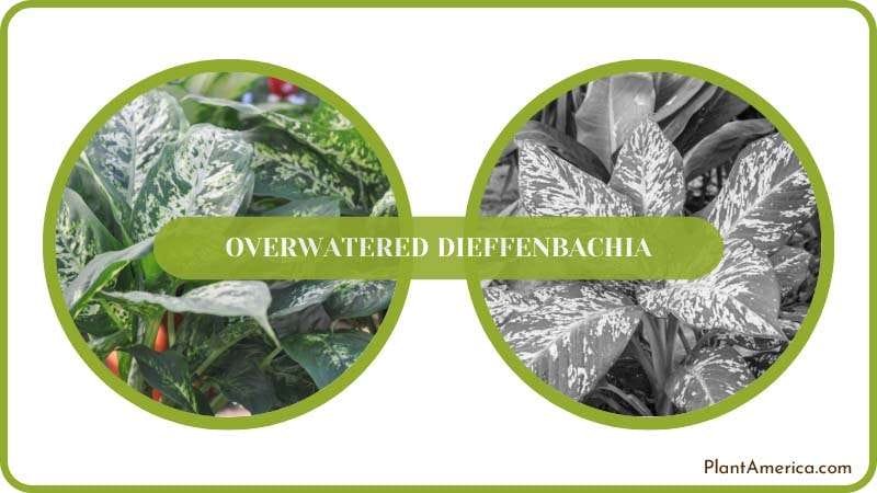 prevent your dieffenbachia from being overwatered Plant America prevent your dieffenbachia from being overwatered Plant America