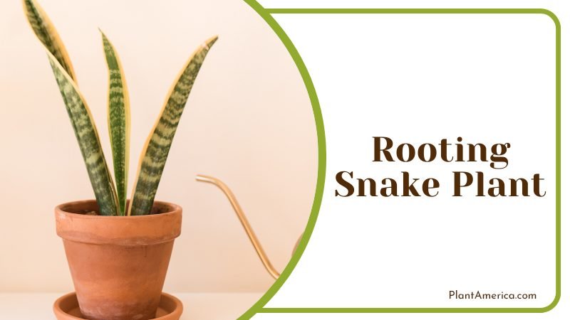 propagate snake plants via water PlantAmerica