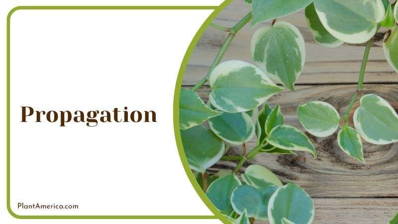 propagate your freckled peperomia PlantAmerica propagate your freckled peperomia PlantAmerica