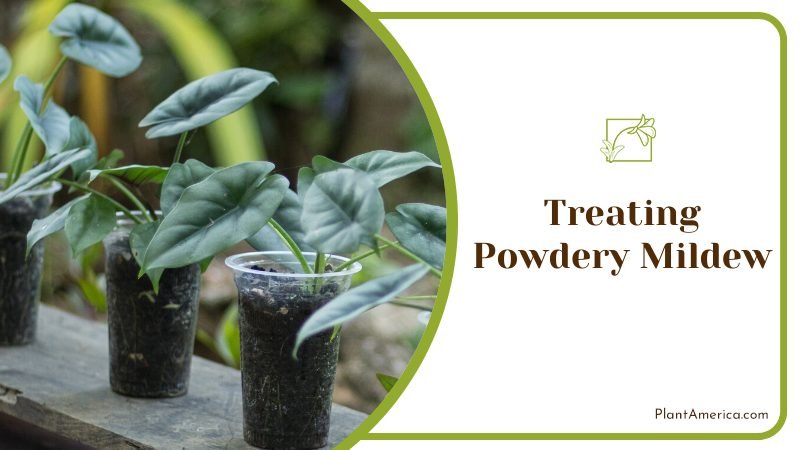 propagate your mandarin spider plant ~ PlantAmerica