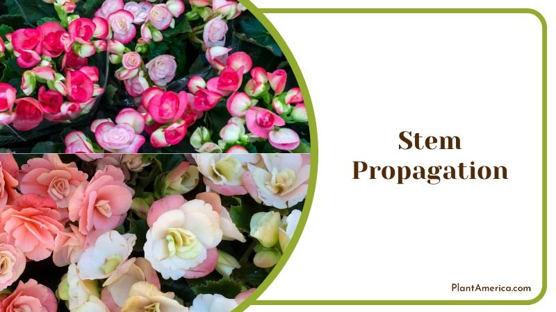 propagating Begonia flowering plant at home ~ PlantAmerica propagating Begonia flowering plant at home ~ PlantAmerica