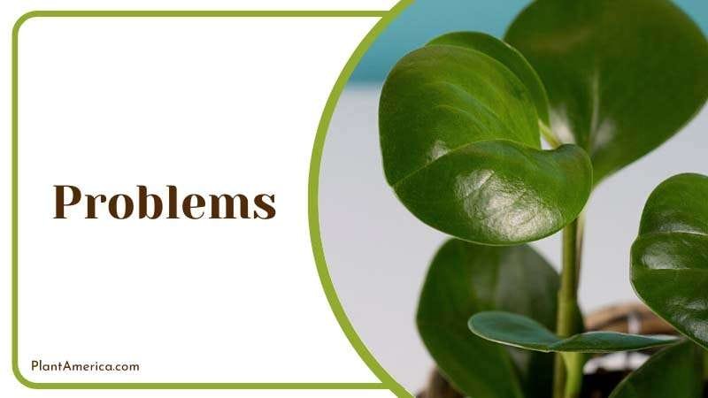 root rot because of overwatering PlantAmerica root rot because of overwatering PlantAmerica