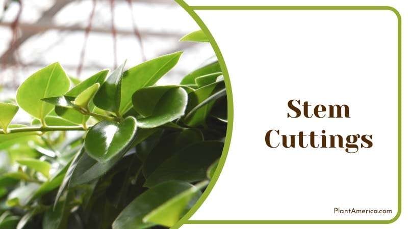 root the stem cuttings in the water PlantAmerica