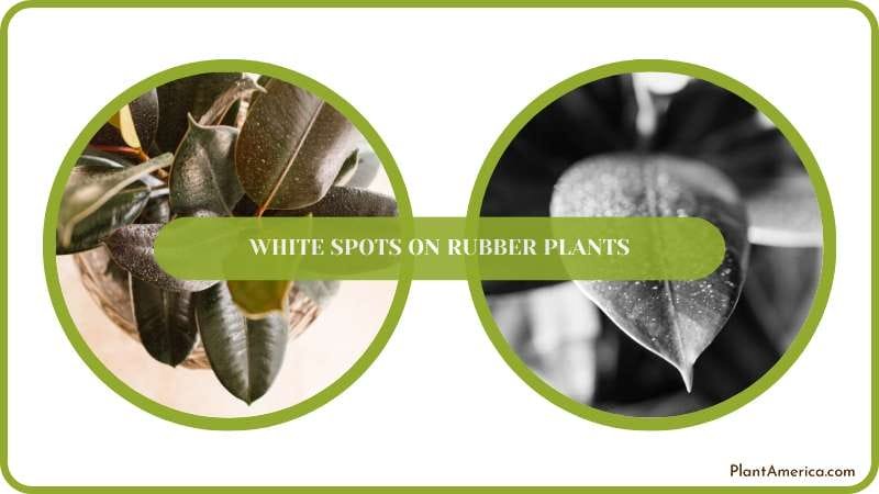 rubber plants get rid of white spots Plant America rubber plants get rid of white spots Plant America