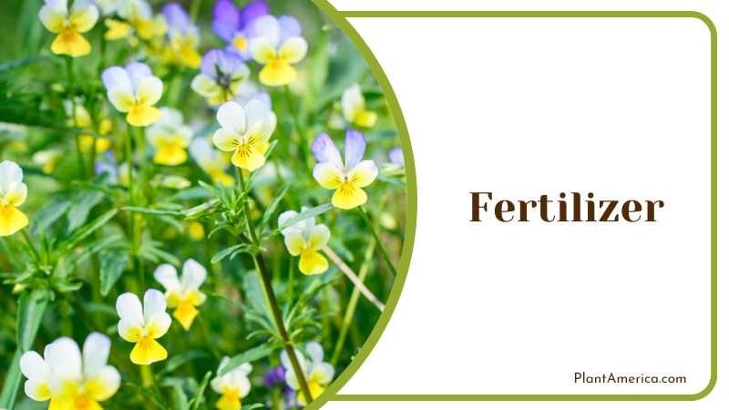 slow release fertilizers for Viola Arvensis Plant America