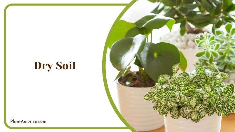 soil is allowed to dry to the bottom PlantAmerica 1