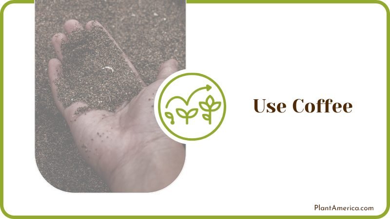sprinkle coffee grounds into the soil Plant America