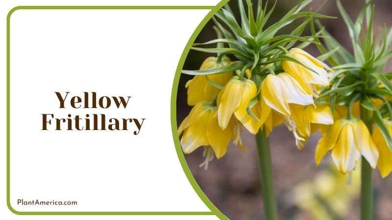 squirrels dont like Yellow Fritillary PlantAmerica