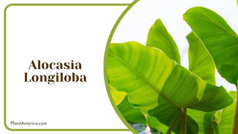 stand out characteristics of Alocasia longiloba ~ PlantAmerica