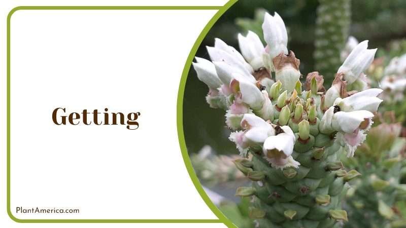 stem cuttings or seedlings of Disocactus flagelliformis Plant America