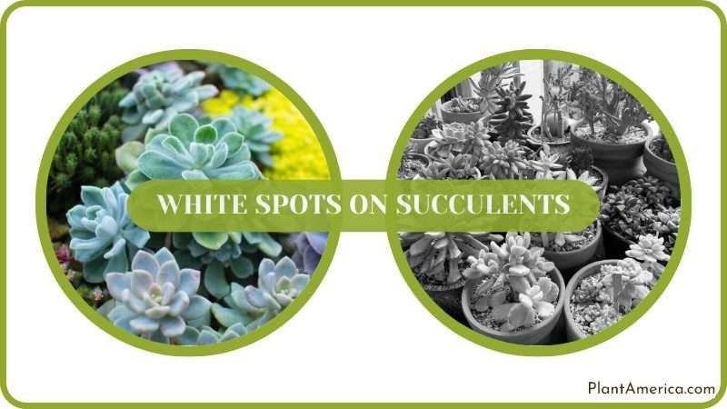 succulent free of white spots Plant America succulent free of white spots Plant America