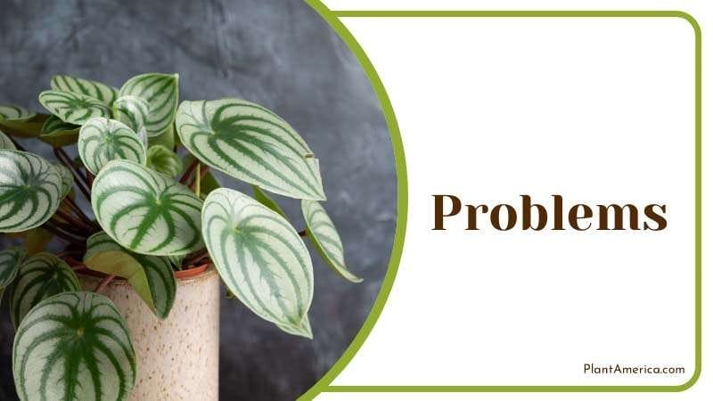 susceptible to several problems caused by overwatering PlantAmerica