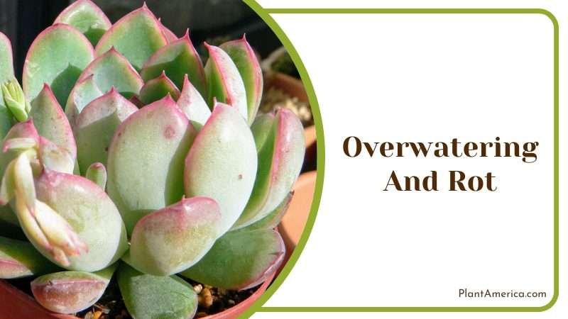 tips to avoid Overwatering Echeveria Pulidonis Plant America