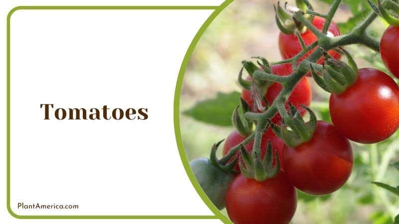 tomato plants will hurt your raspberries Plant America