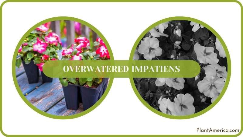 treatment of Overwatered Impatiens Plant America treatment of Overwatered Impatiens Plant America